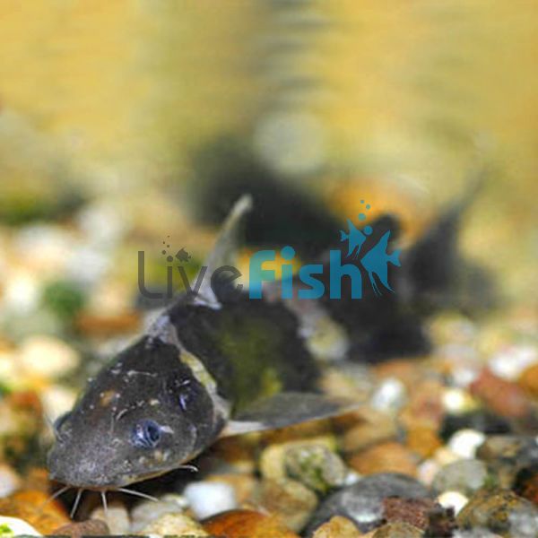 Bumble Bee Catfish 6cm 