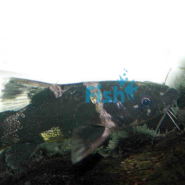 Bumble Bee Catfish 9cm