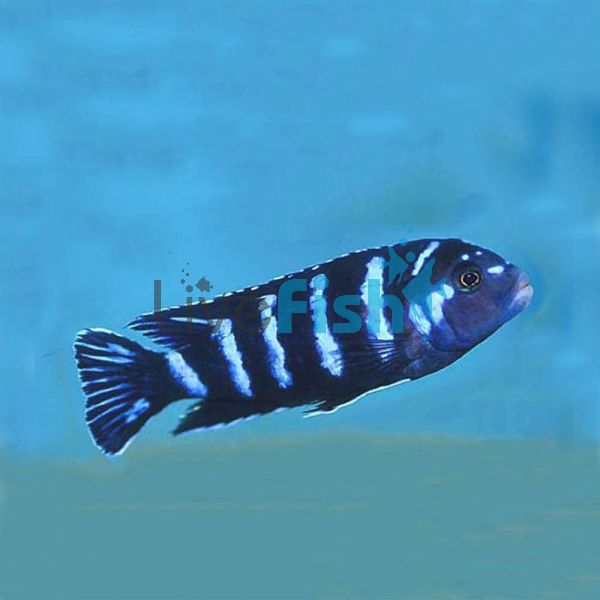 Pseudotropheus Demasoni 3.5cm