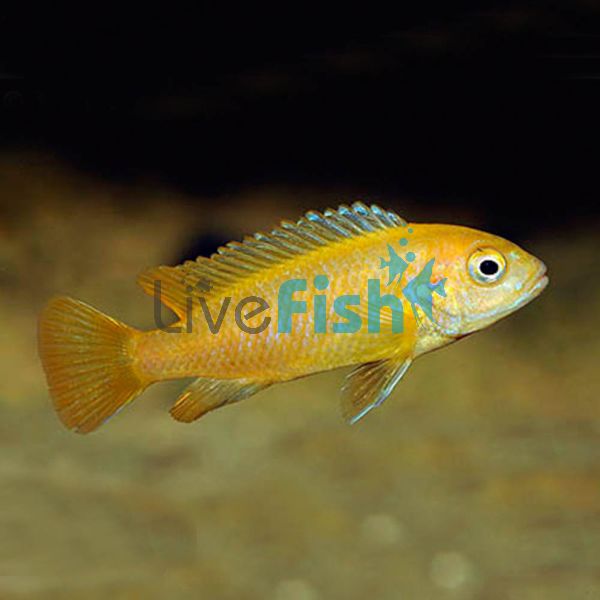 Pseudotropheus Salousi 3.5cm