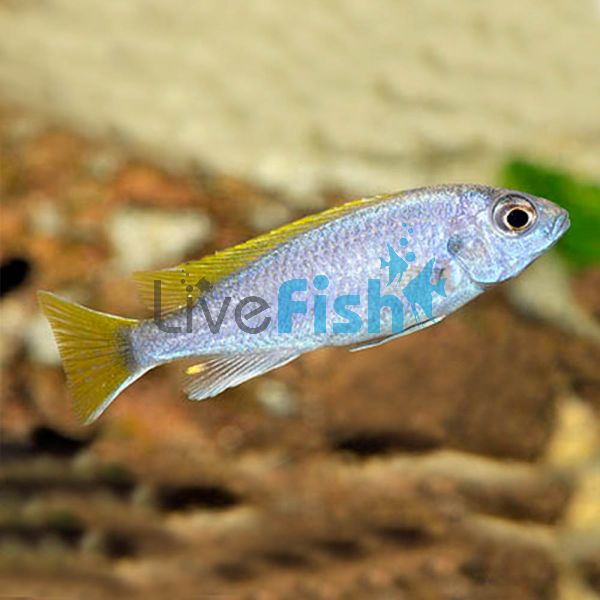 Pseudotropheus Aceii 3.5cm