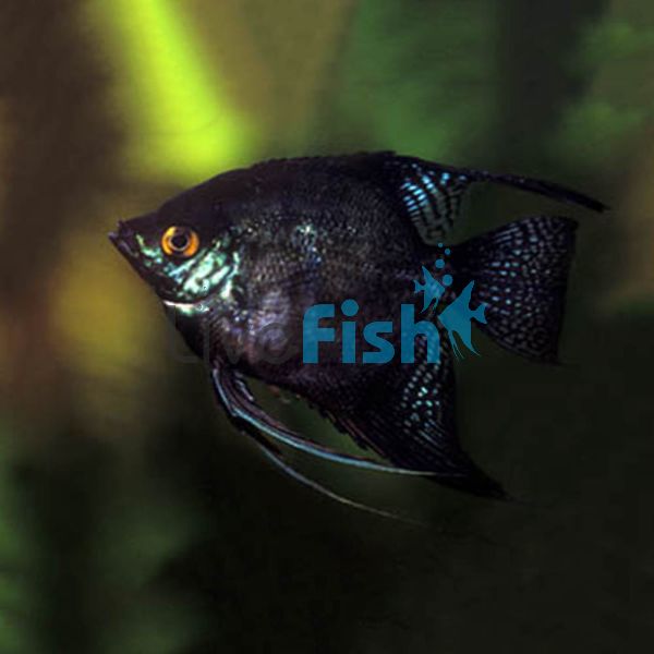 Black Blushing Angelfish 3.5cm