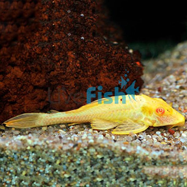 Albino Sailfin Plecostomus 6cm