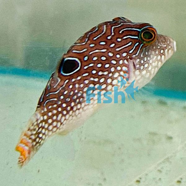 Peacock Puffer - Large