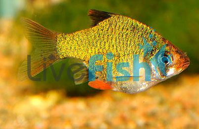 Platinum Moss Green Tiger Barb 5cm