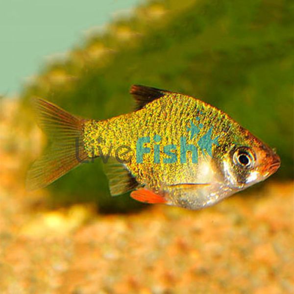 Platinum Moss Green Tiger Barb 3.5cm