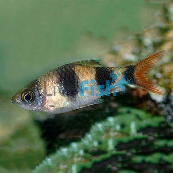 Arulius Barb -Wild 5cm