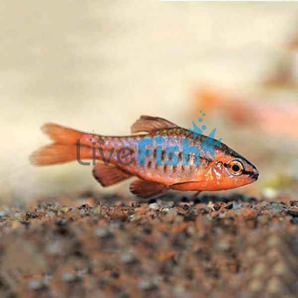 Cherry Barb 3.5cm