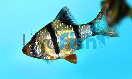 Wild Tiger Barb 4cm