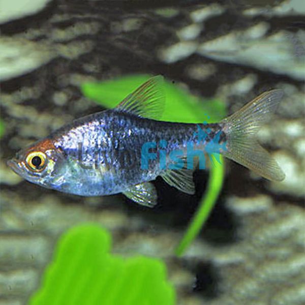 Purple Harlequin Rasbora 3cm