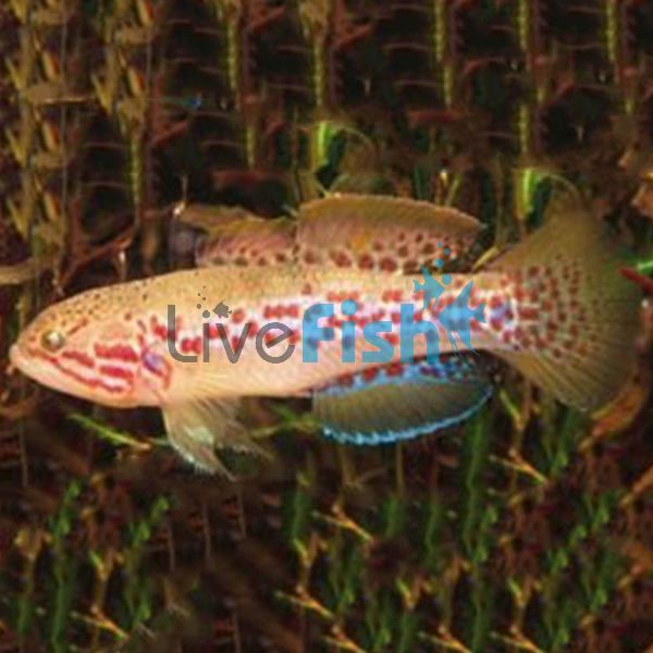 Purple Spotted Gudgeon Upper Tully 9cm