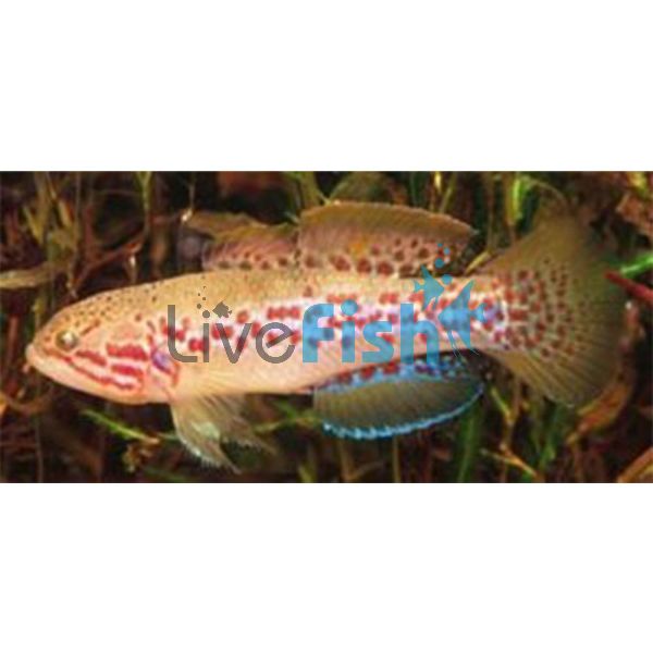Purple Spotted Gudgeon - Utchee Creek 3cm