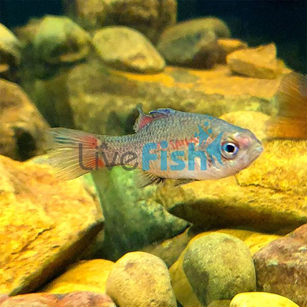 Southern Pygmy Perch 3.5cm