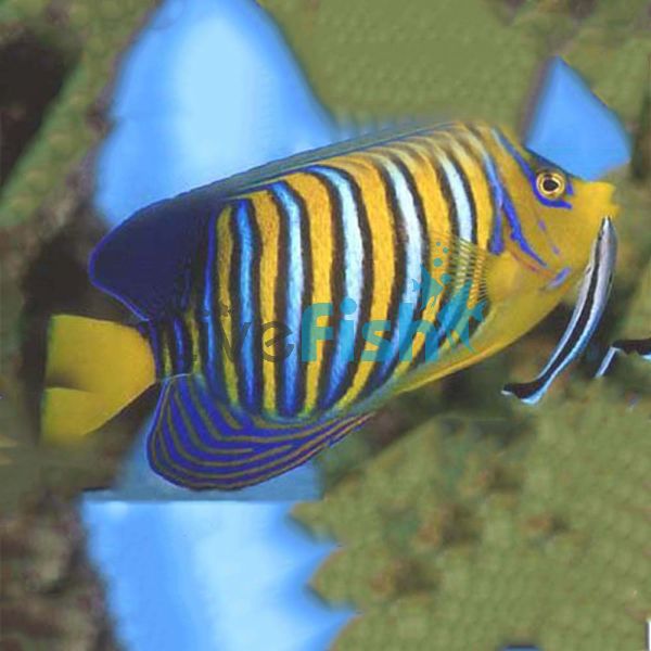 Yellow Belly Regal Angelfish - Medium