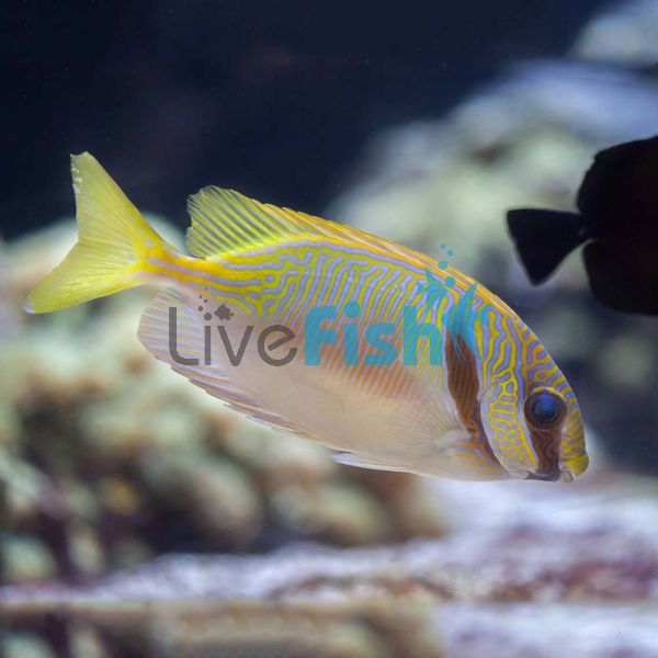 Blue Lined Rabbitfish - Small