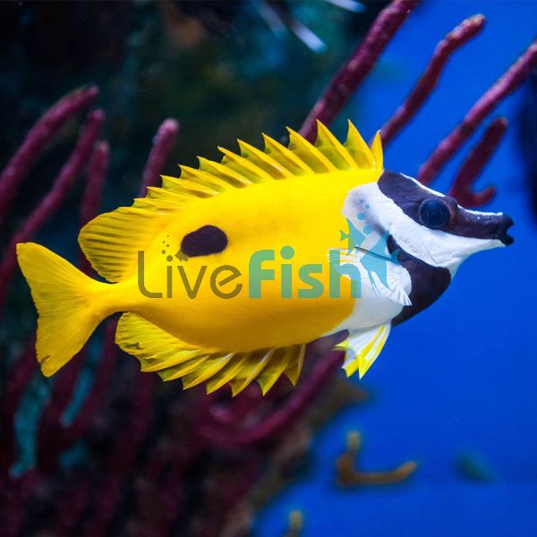 Rabbitfish Foxface One Spot - Medium