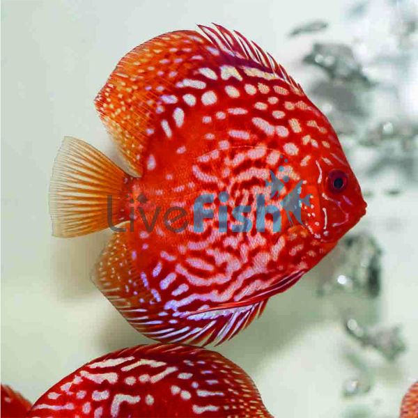 Rafflesia Discus 9cm