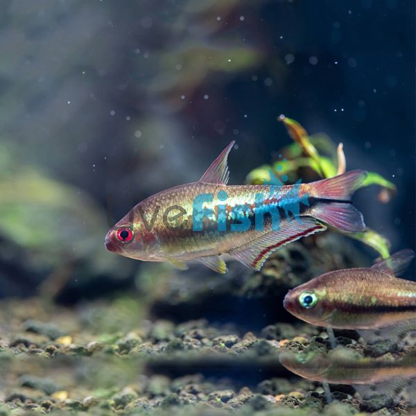 Rainbow Emperor Tetra - Wild Caught 3cm