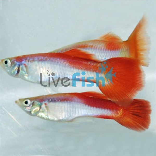 Male Rainbow Neon Guppy 3.5cm