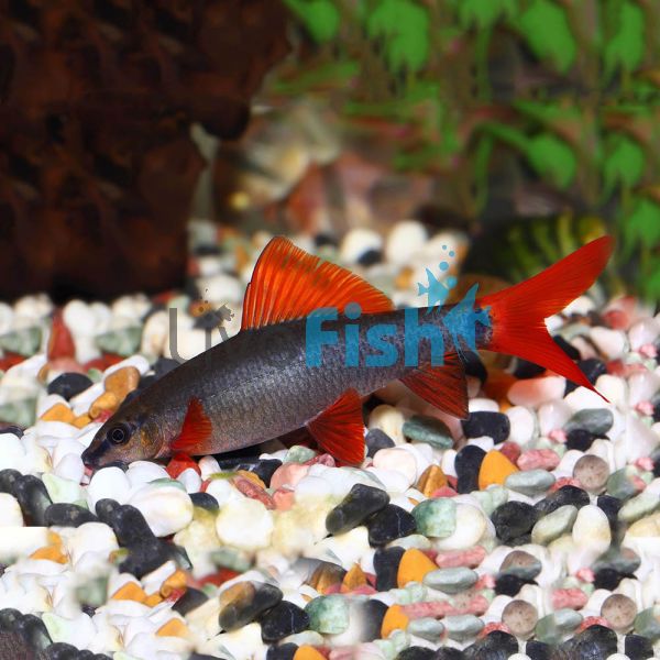 Rainbow Shark 5cm