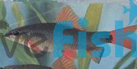 Rainbow Shark 12cm