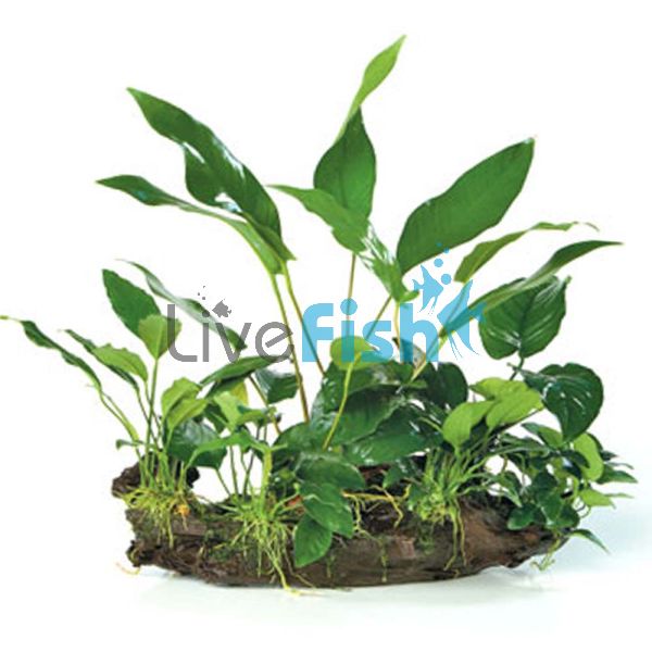 Garden - Rainforest