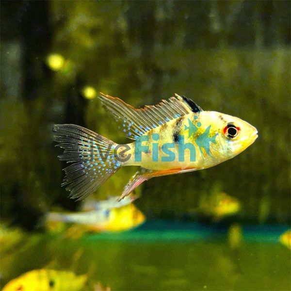 Ramirezi Blue Longfin 3.5cm
