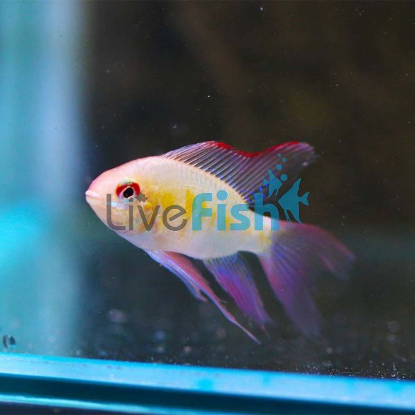 Ramirezi Golden Longfin 4.5cm