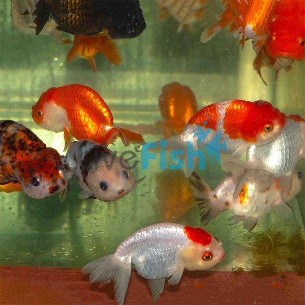 Assorted Ranchu 5cm