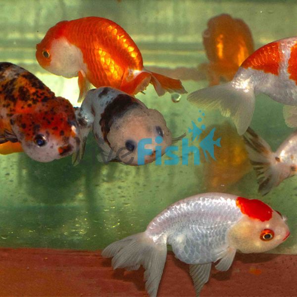 8x Ranchu 7cm