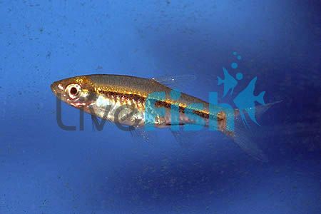 Red Tail Rasbora 2cm