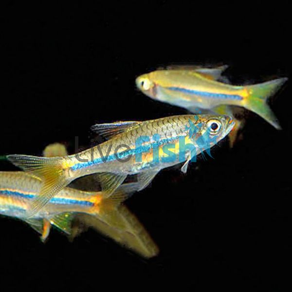 Sarawak Rasbora 4cm