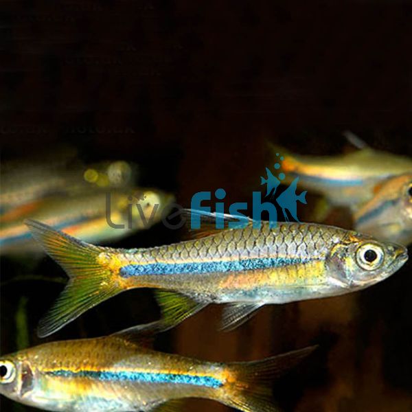 Sarawak Rasbora 5cm