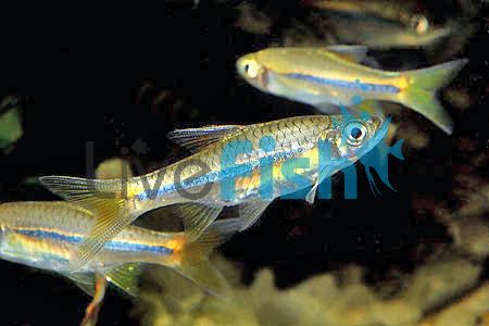 Sarawak Rasbora 3.5cm