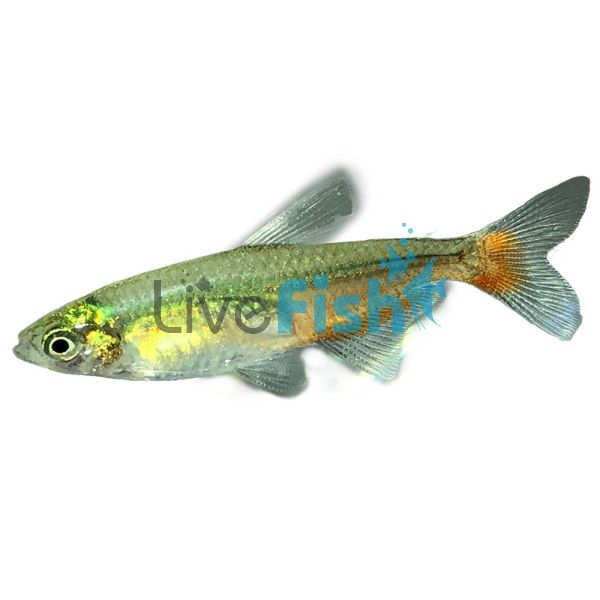 Rathbuni Bloodfin Tetra 3cm