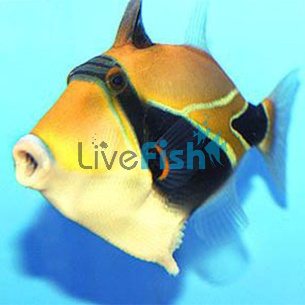 Rectangle Triggerfish - Small