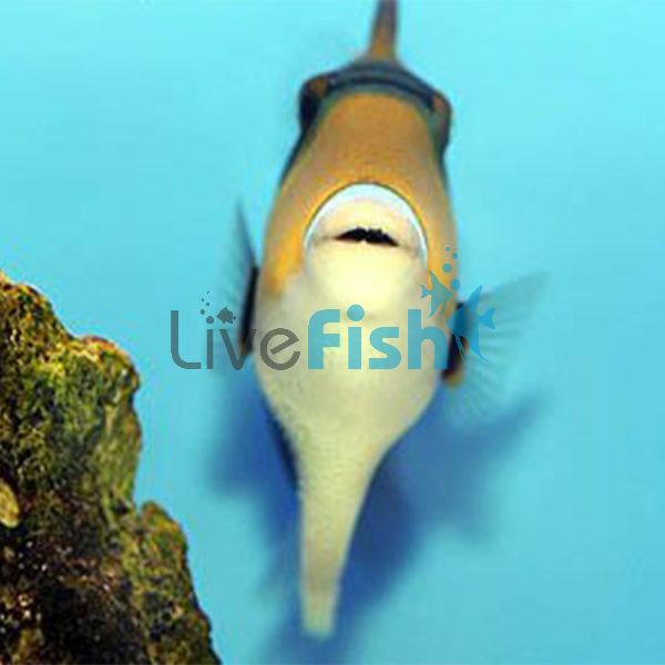 Rectangle Triggerfish - Medium
