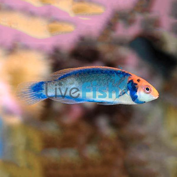 Red Faced Fairy Wrasse - Medium