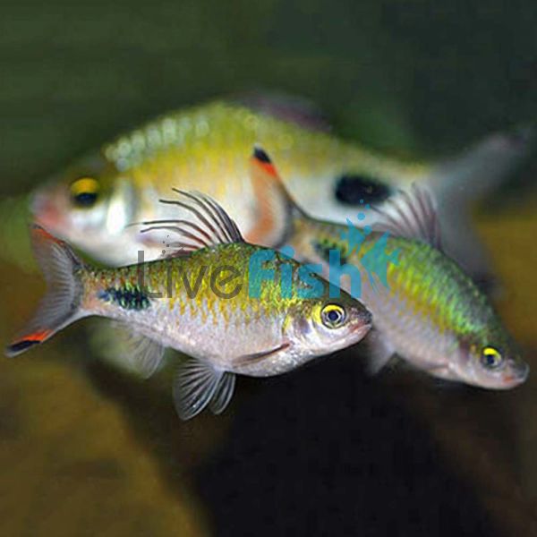 Red Fin Black Spot Barb 5cm