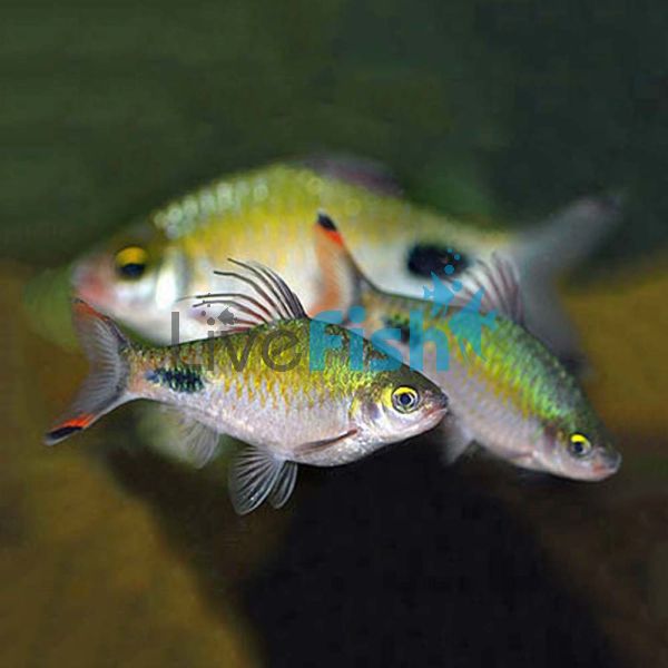 RedFin Black Spot Barb 3.5cm