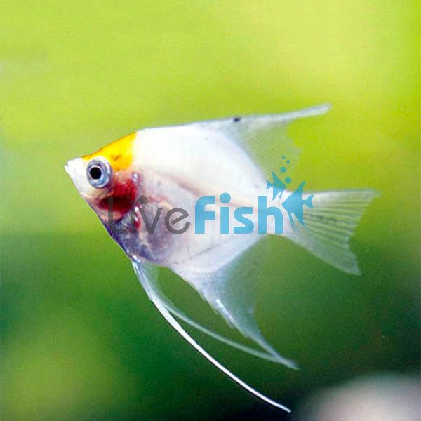 Red Headed Pearlscale Angelfish 3.5cm