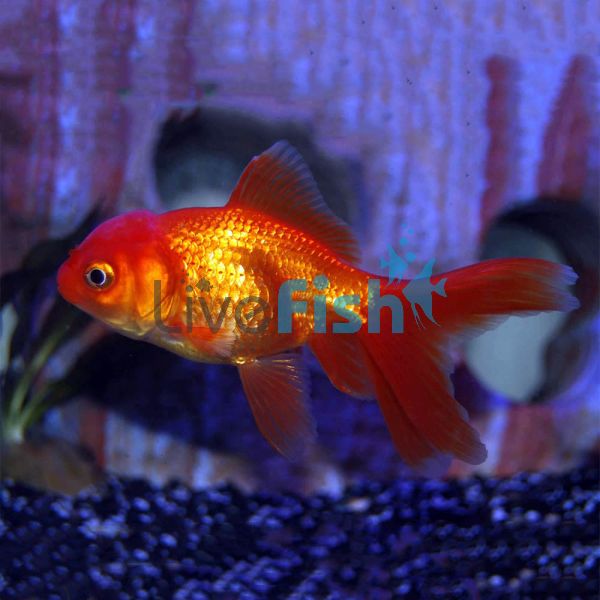 Red Oranda 5cm