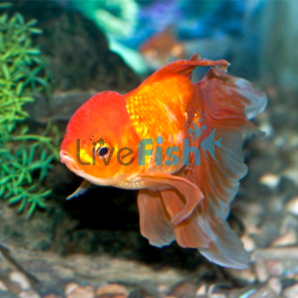 Oranda Red 7cm