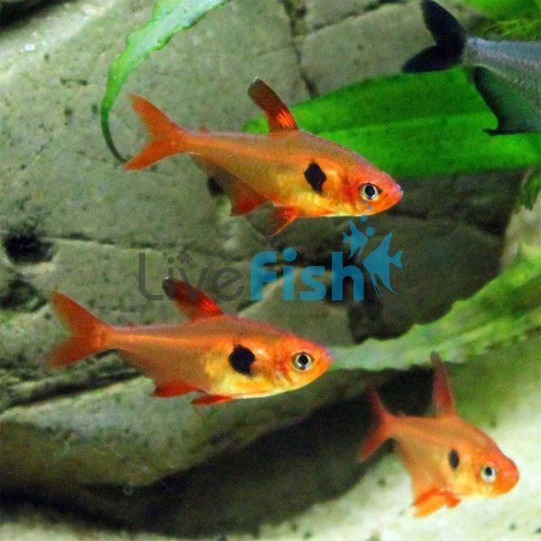 Red Phantom Tetra 1cm