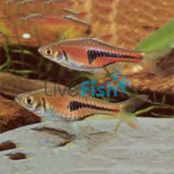 Red Rasbora Hengeli 3cm