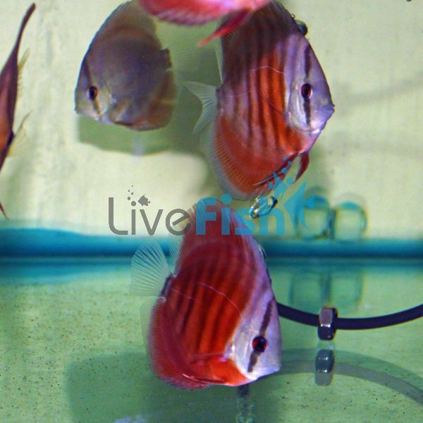 Red Rose Discus 5cm