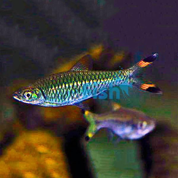 Red Scissortail Rasbora 5cm