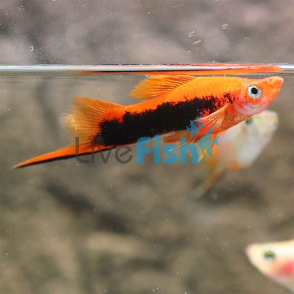 Red Tuxedo Swordtail 3cm 