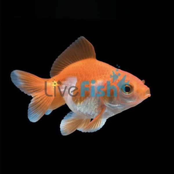 Red & White Fantail 5cm