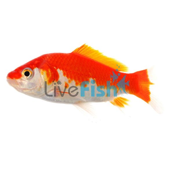 Red & White Comet 12cm